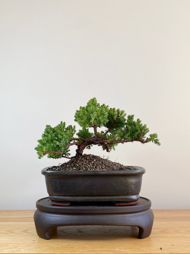 JAPANESE JUNIPER (JP09041)