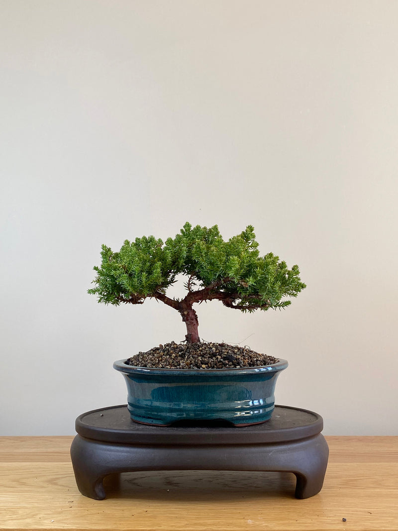 JAPANESE JUNIPER (JP09042)
