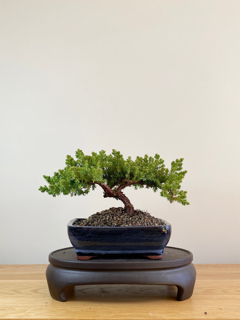 JAPANESE JUNIPER (JP09043)