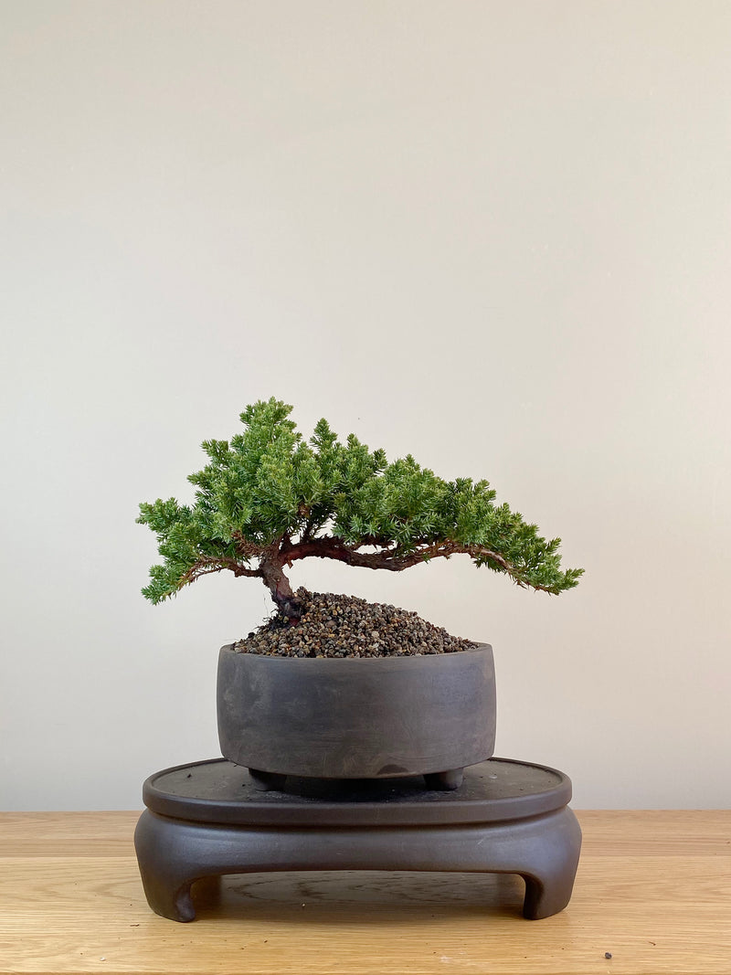 JAPANESE JUNIPER (JP09044)