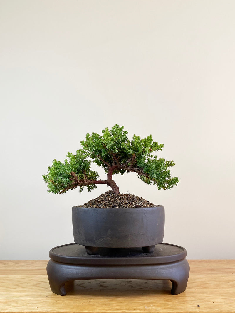 JAPANESE JUNIPER (JP09046)