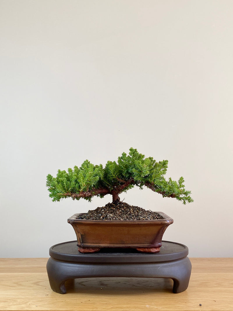 JAPANESE JUNIPER (JP09047)