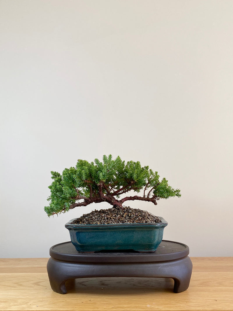 JAPANESE JUNIPER (JP09048)