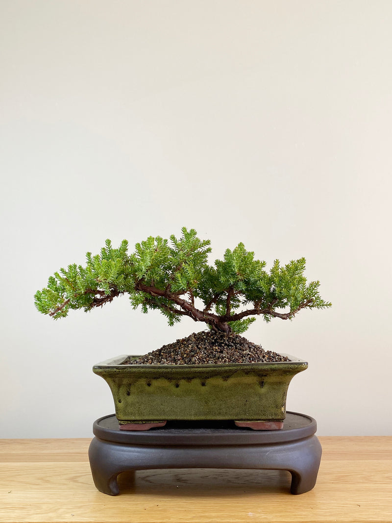 JAPANESE JUNIPER (JP09049)