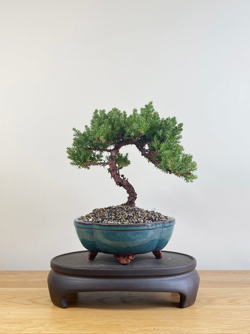 JAPANESE JUNIPER (JP09060)