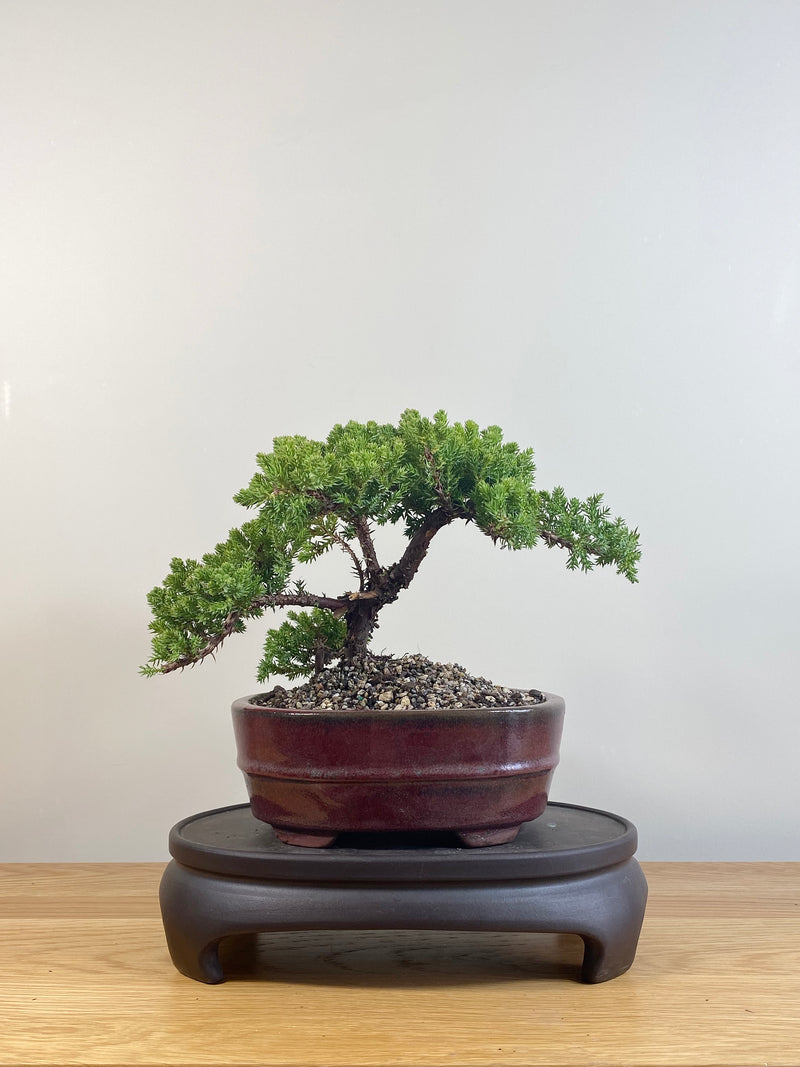 JAPANESE JUNIPER (JP09063)
