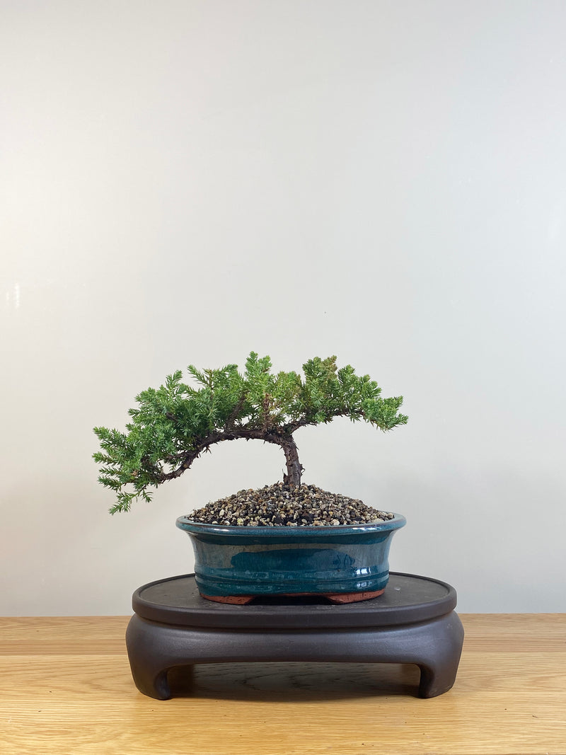 JAPANESE JUNIPER (JP09065)