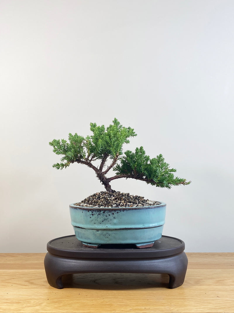 JAPANESE JUNIPER (JP09066)