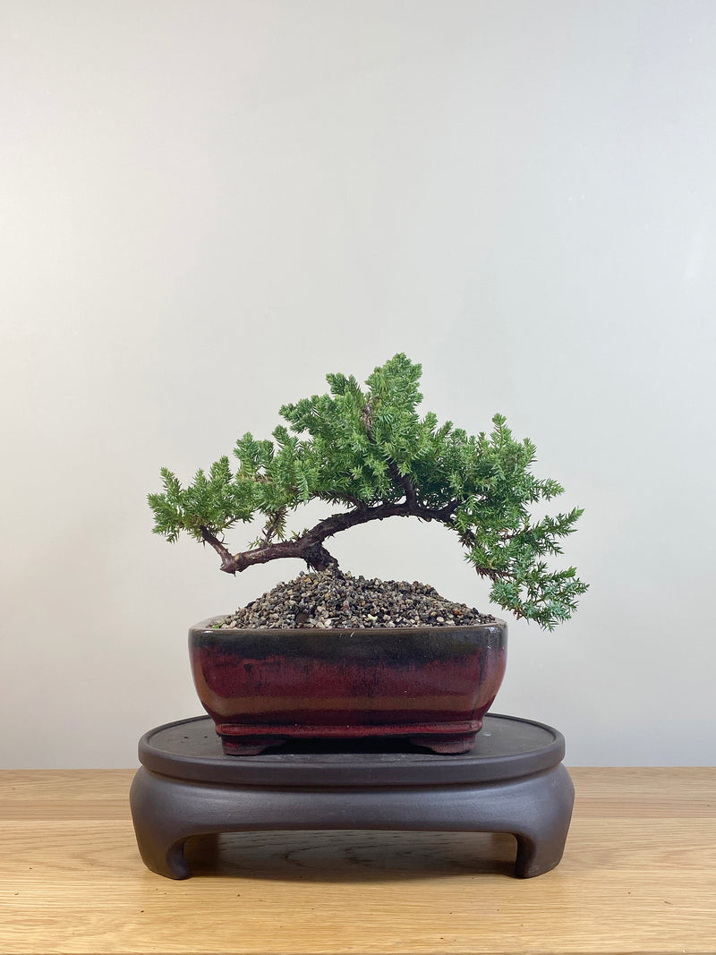 JAPANESE JUNIPER (JP09067)