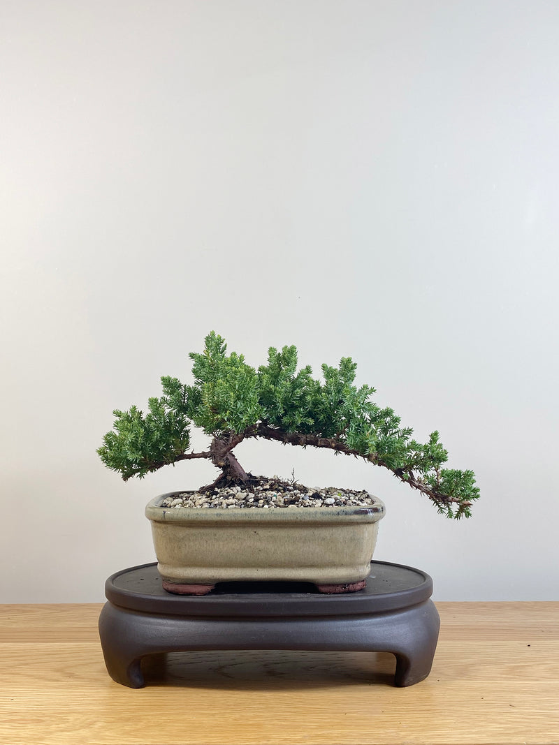 JAPANESE JUNIPER (JP09068)