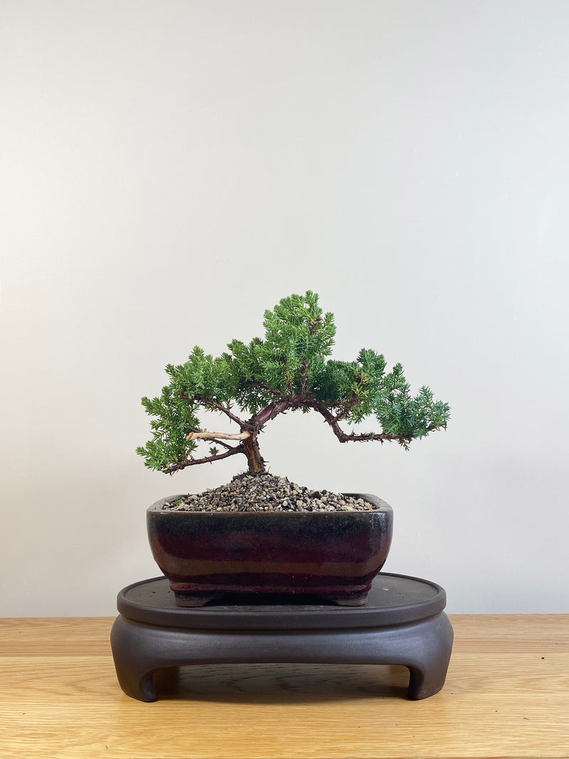 JAPANESE JUNIPER (JP09069)