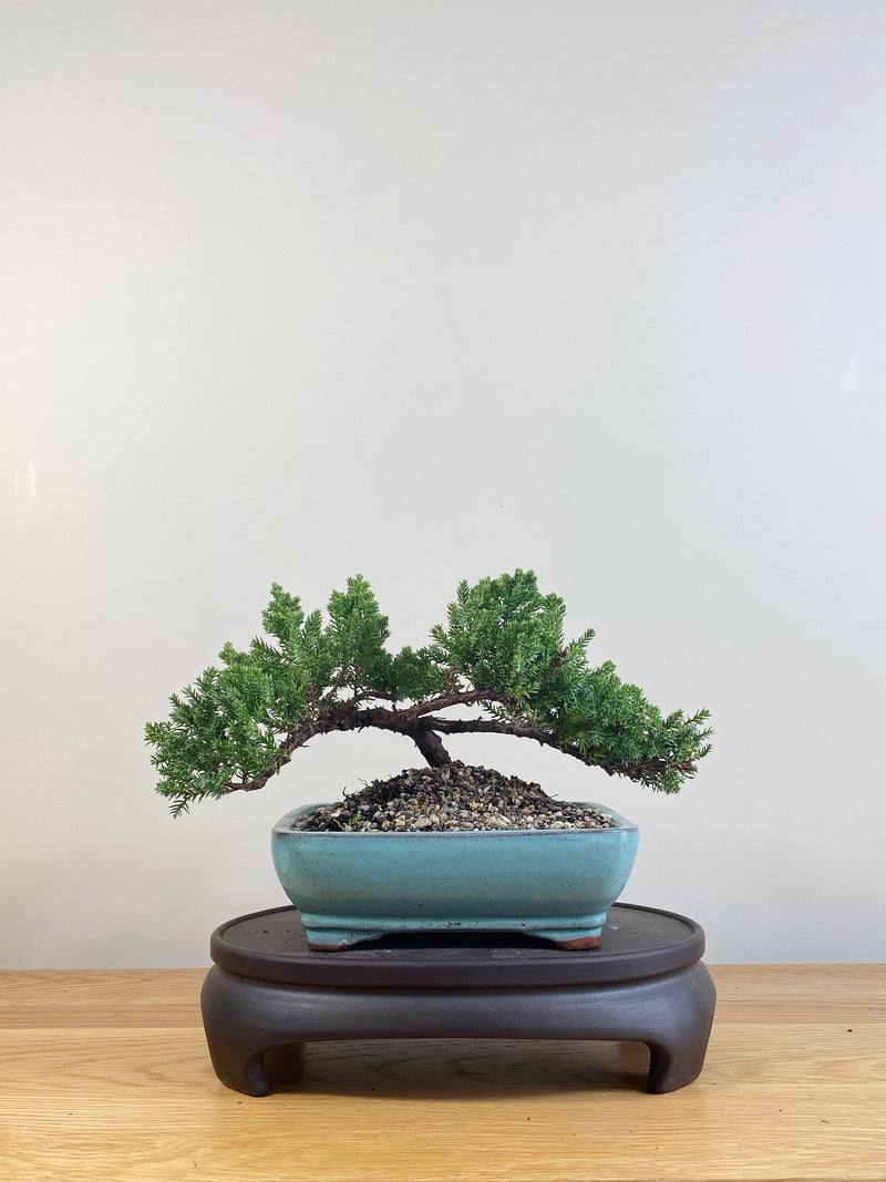 JAPANESE JUNIPER (JP09070)