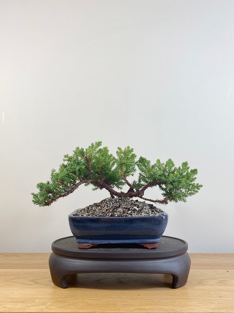 JAPANESE JUNIPER (JP09071)