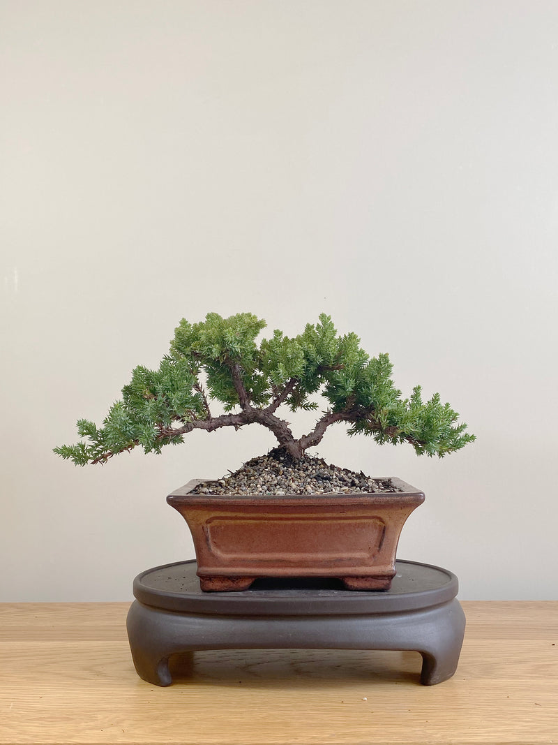 JAPANESE JUNIPER (JP09072)