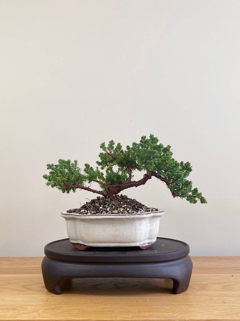 JAPANESE JUNIPER (JP09074)
