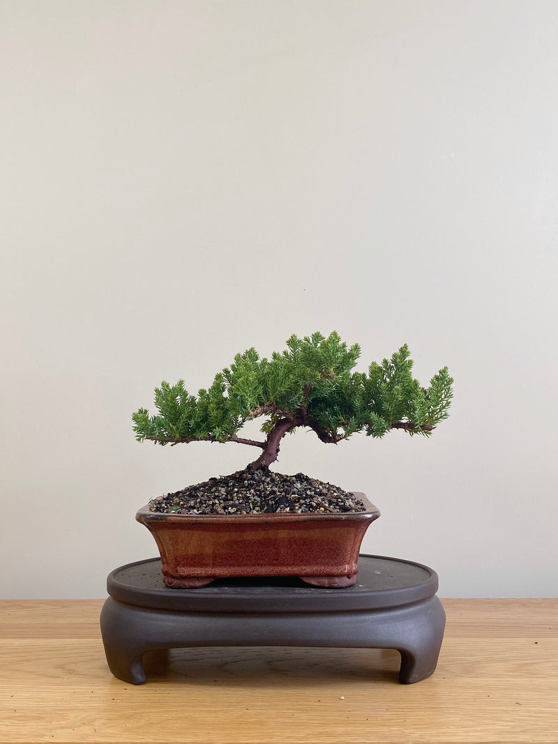 JAPANESE JUNIPER (JP09076)