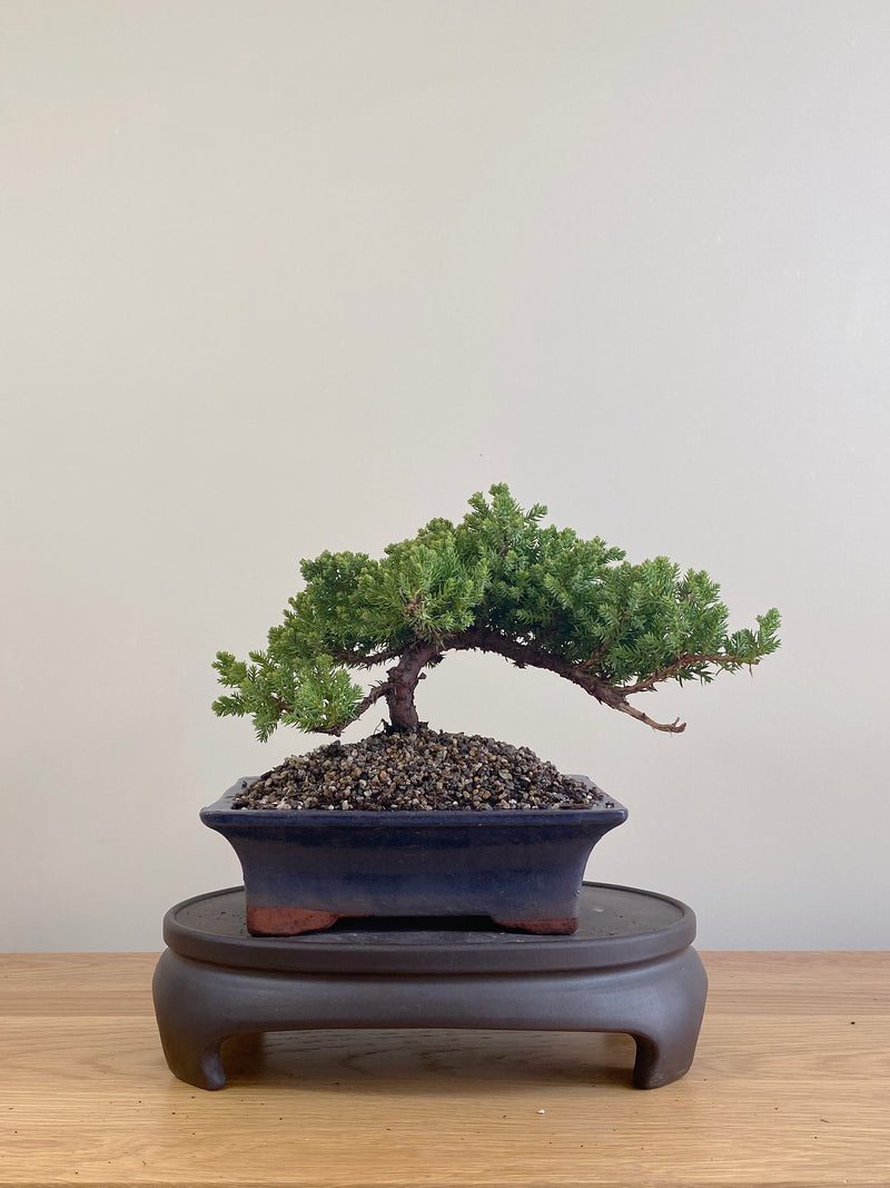 JAPANESE JUNIPER (JP09077)