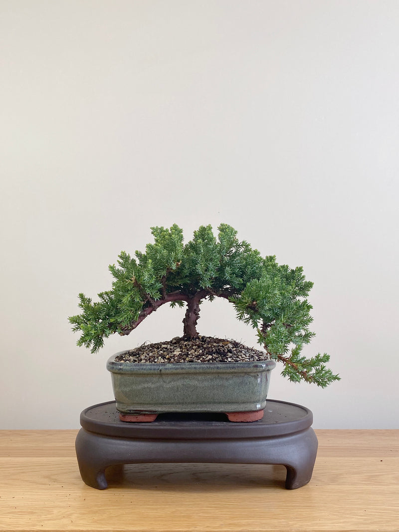 JAPANESE JUNIPER (JP09078)