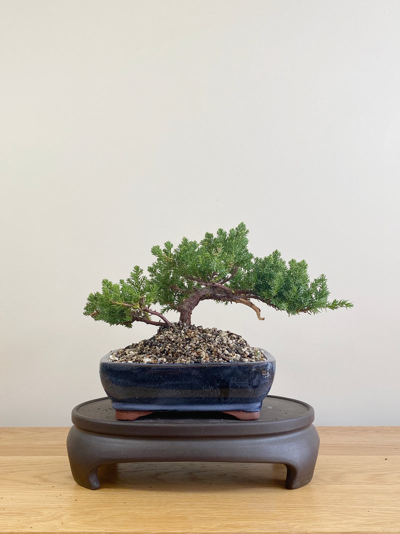 JAPANESE JUNIPER (JP09079)