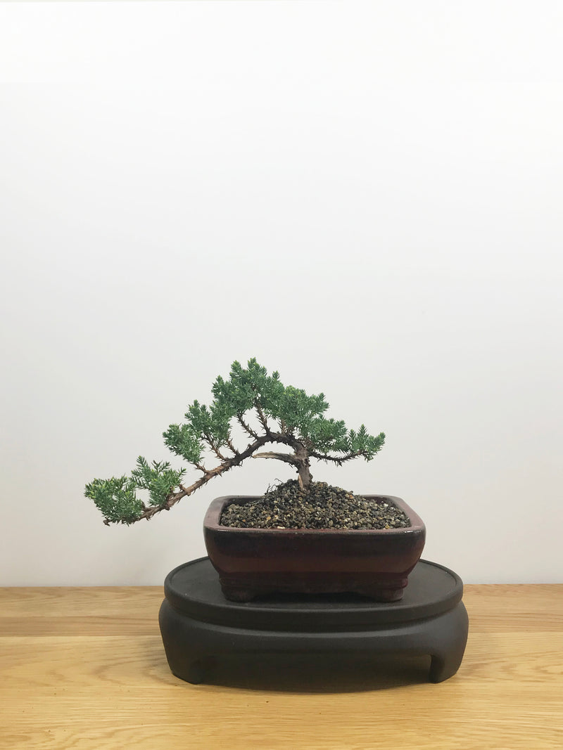 JAPANESE JUNIPER (JP10000) - MiniGardens NZ