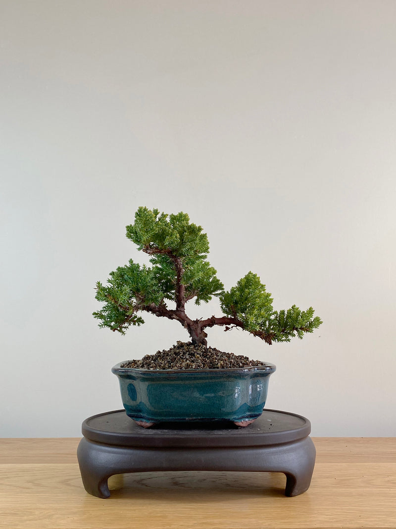 JAPANESE JUNIPER (JP10000)