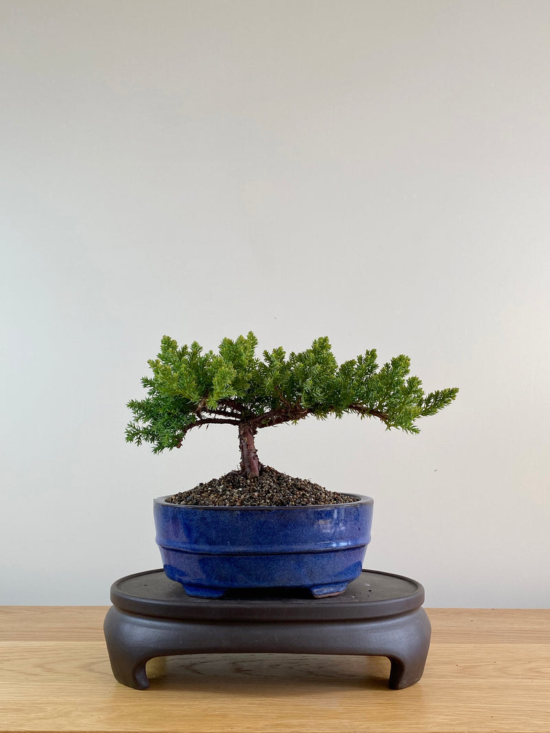 JAPANESE JUNIPER (JP10001)
