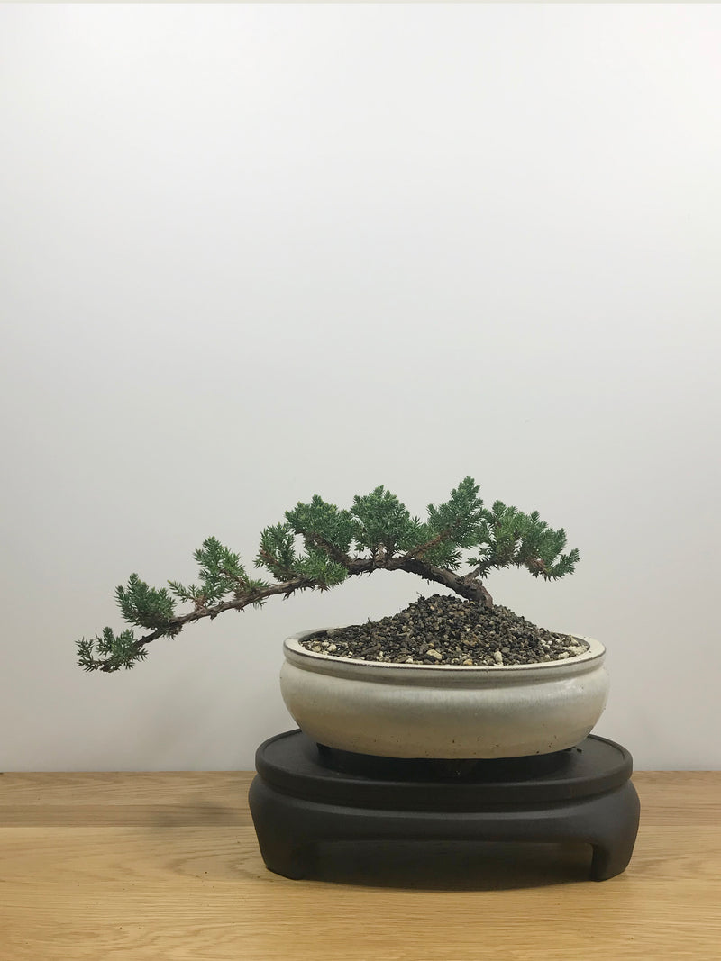 JAPANESE JUNIPER (JP10001) - MiniGardens NZ