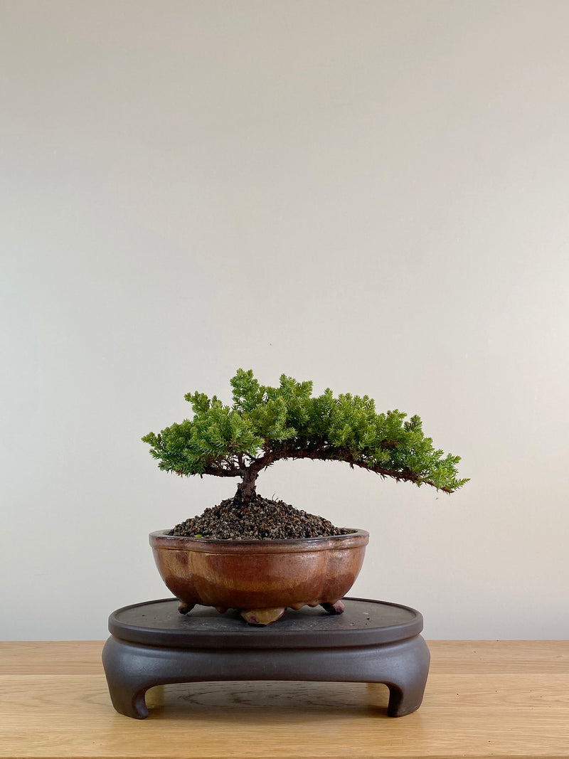 JAPANESE JUNIPER (JP10002)