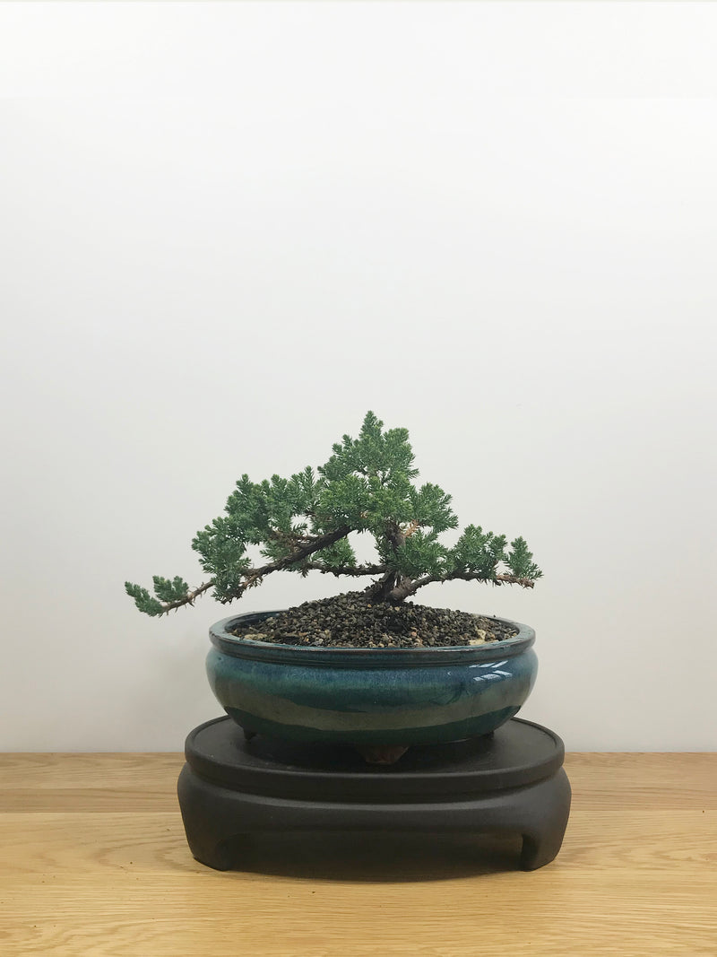 JAPANESE JUNIPER (JP10002) - MiniGardens NZ
