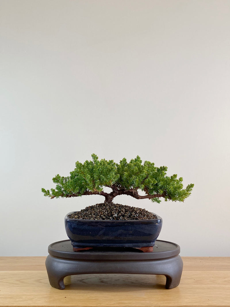 JAPANESE JUNIPER (JP10003)