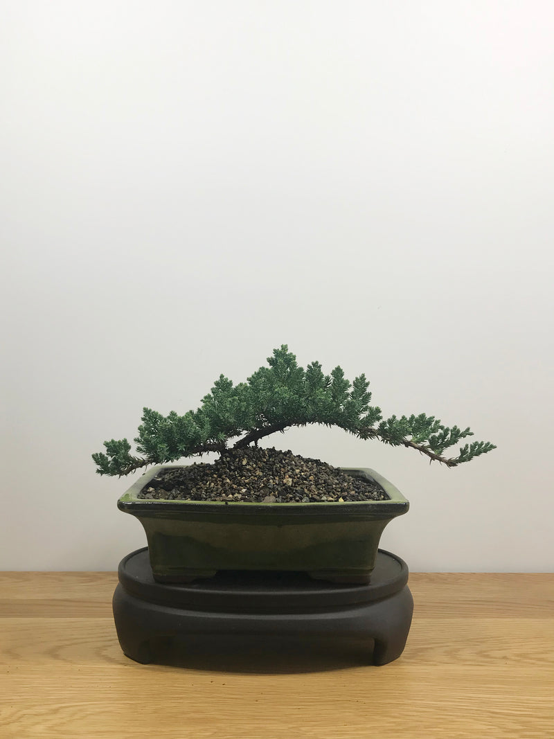 JAPANESE JUNIPER (JP10003) - MiniGardens NZ