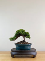 JAPANESE JUNIPER (JP10004)