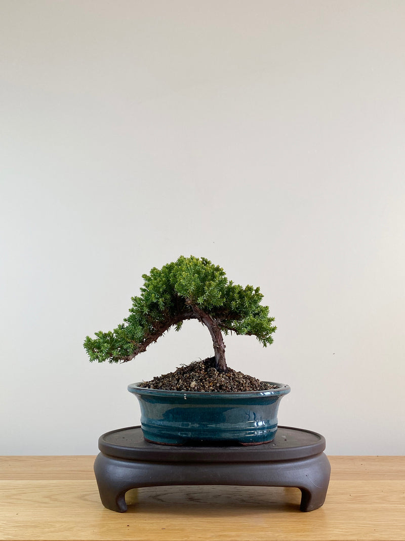 JAPANESE JUNIPER (JP10004)