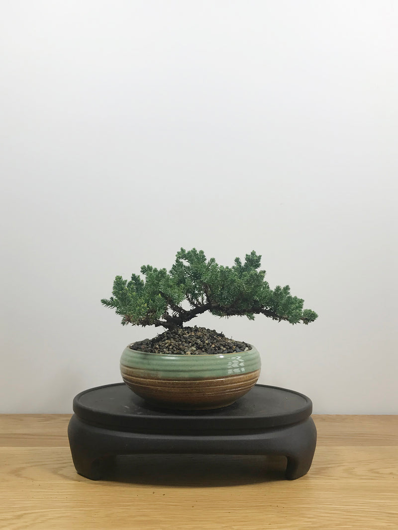 JAPANESE JUNIPER (JP10004) - MiniGardens NZ