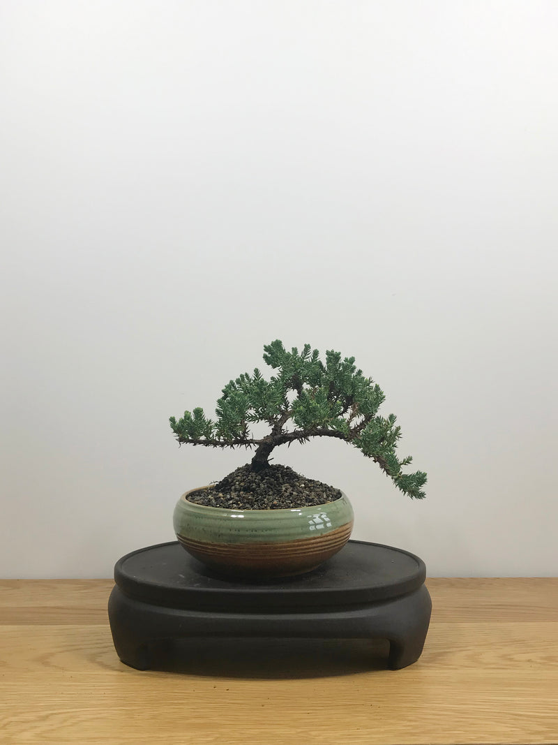 JAPANESE JUNIPER (JP10005) - MiniGardens NZ