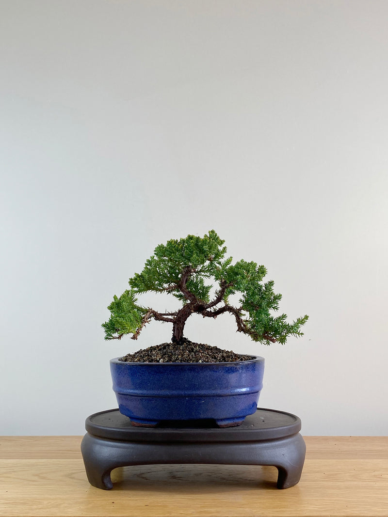 JAPANESE JUNIPER (JP10005)