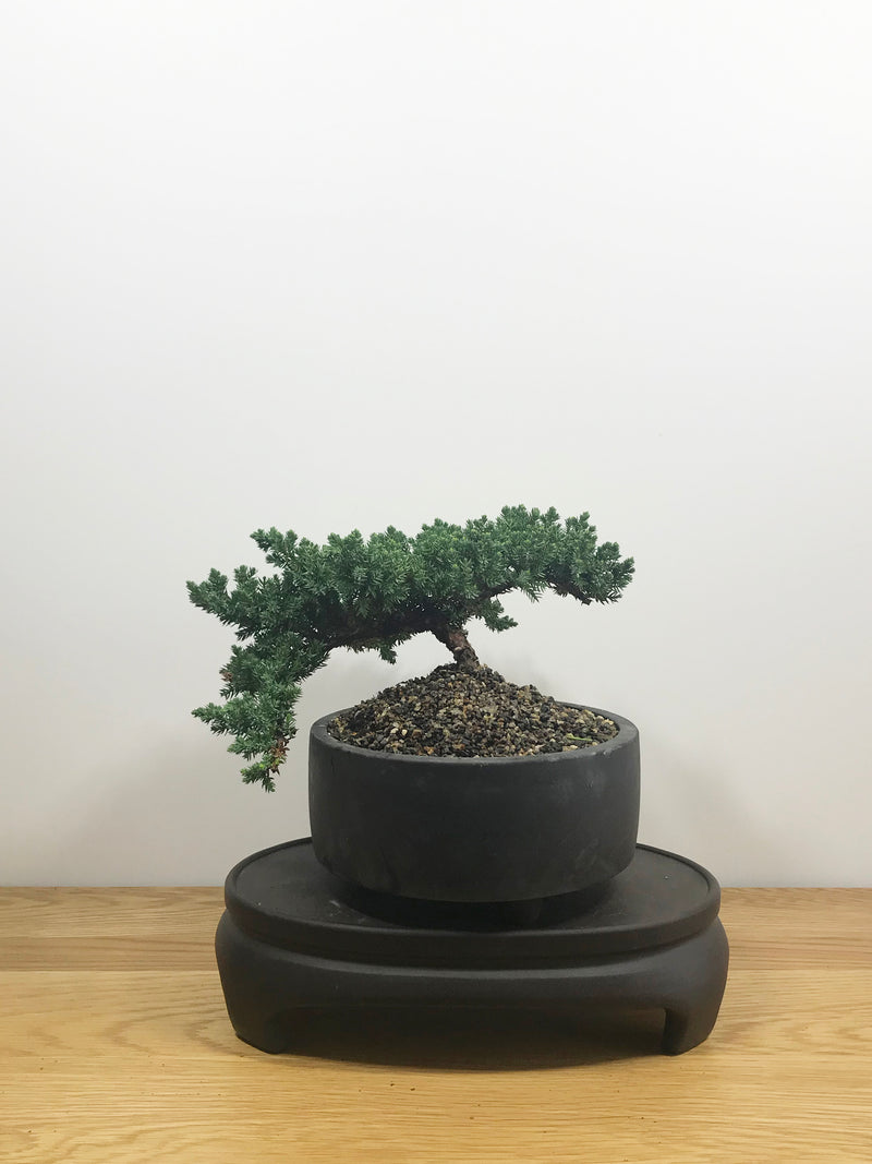 JAPANESE JUNIPER (JP10006) - MiniGardens NZ