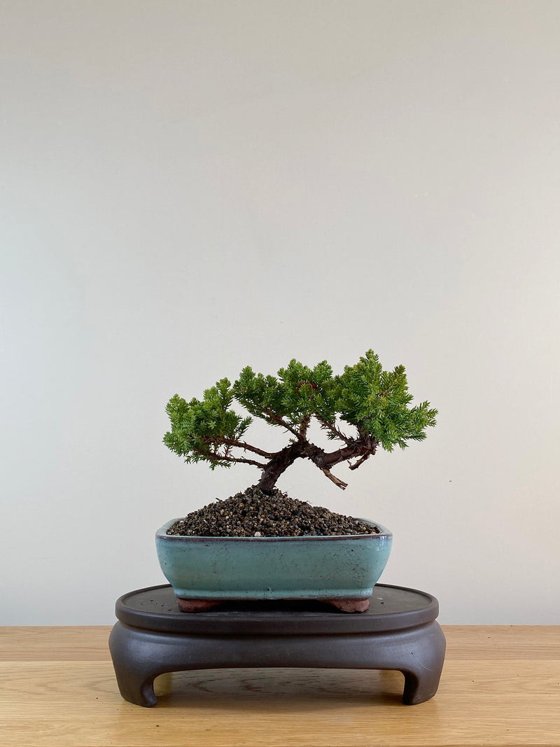 JAPANESE JUNIPER (JP10008)