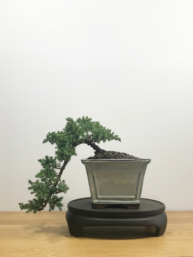 JAPANESE JUNIPER (JP10008) - MiniGardens NZ