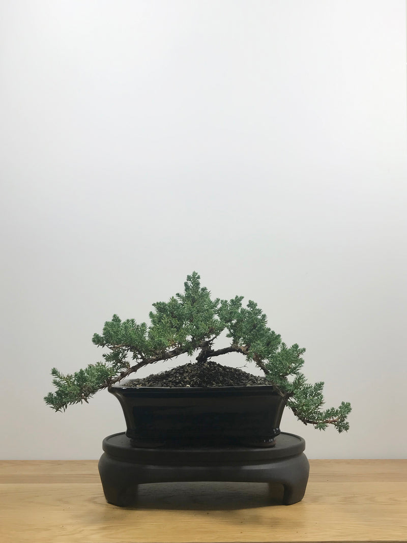 JAPANESE JUNIPER (JP10009) - MiniGardens NZ