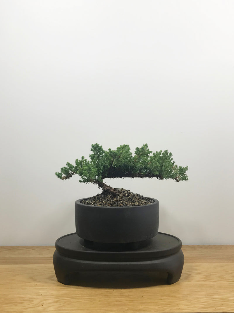 JAPANESE JUNIPER (JP10011) - MiniGardens NZ