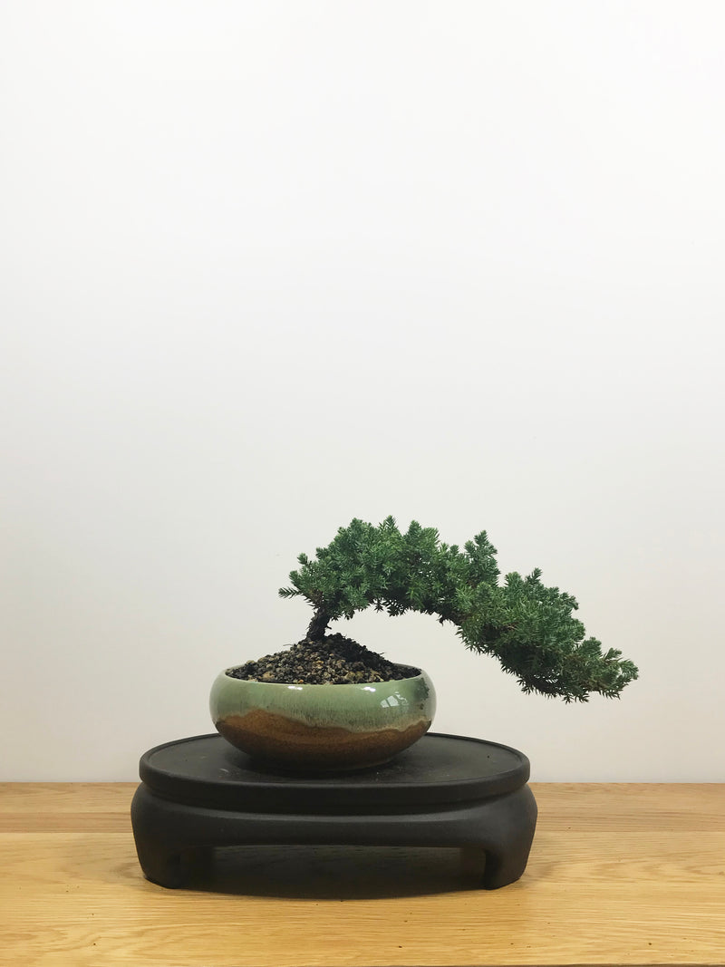 JAPANESE JUNIPER (JP10012) - MiniGardens NZ