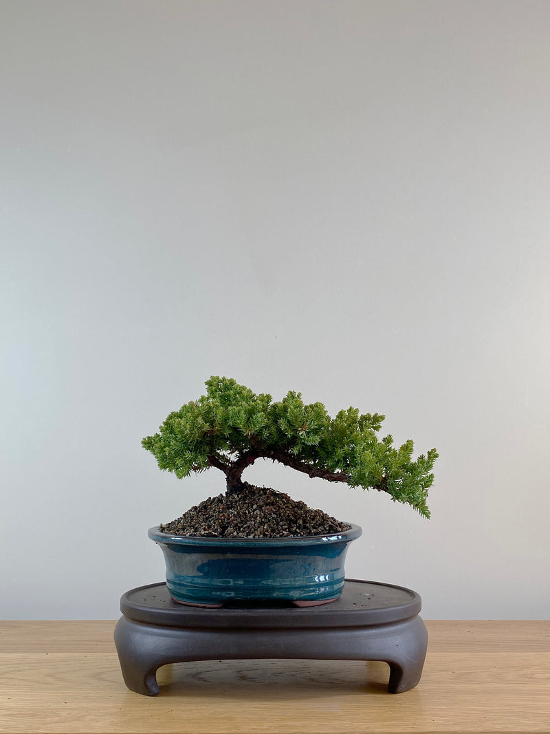 JAPANESE JUNIPER (JP10013)