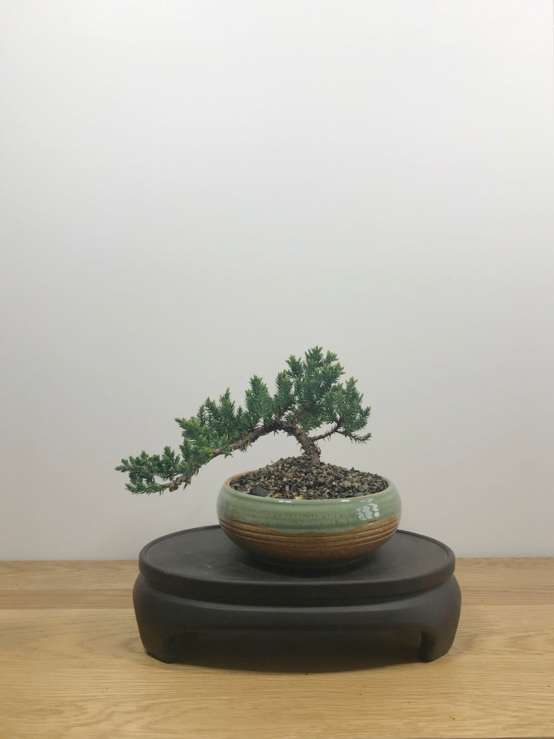 JAPANESE JUNIPER (JP10013) - MiniGardens NZ