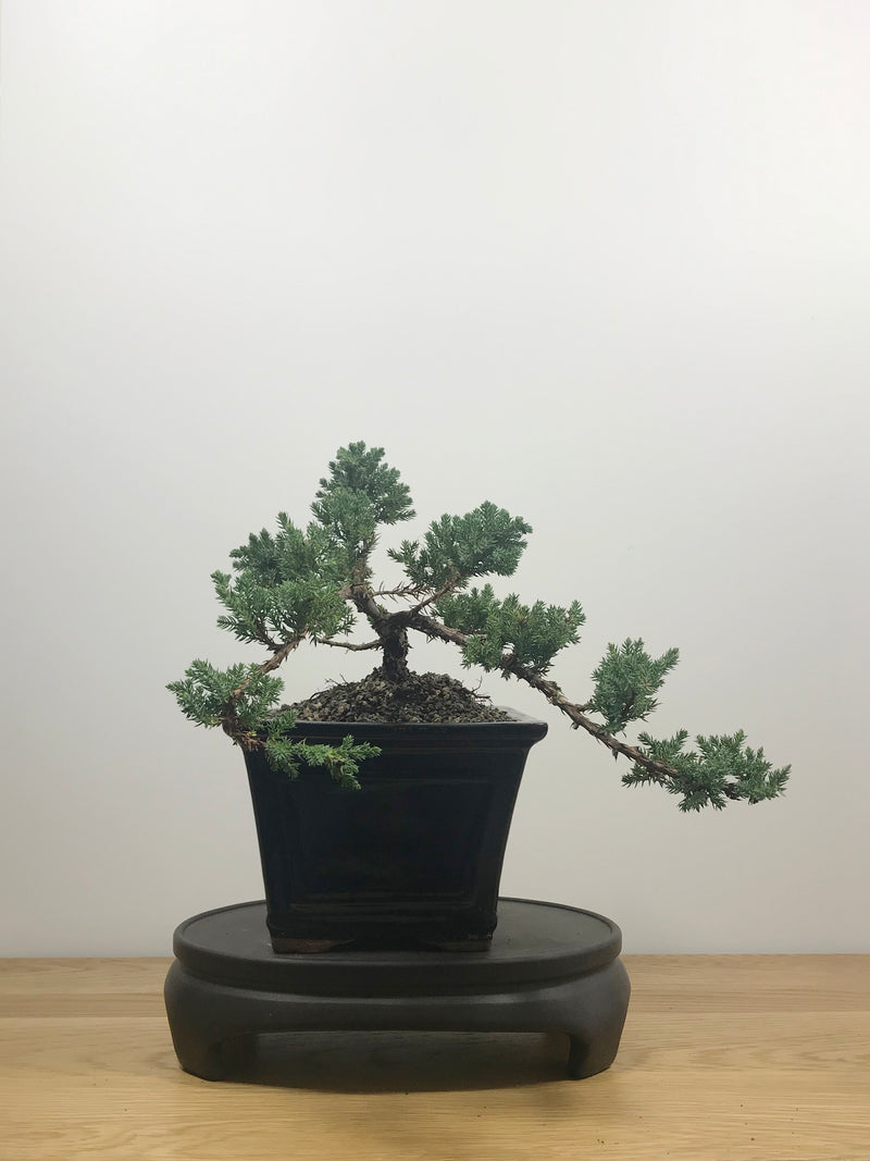 JAPANESE JUNIPER (JP10014) - MiniGardens NZ