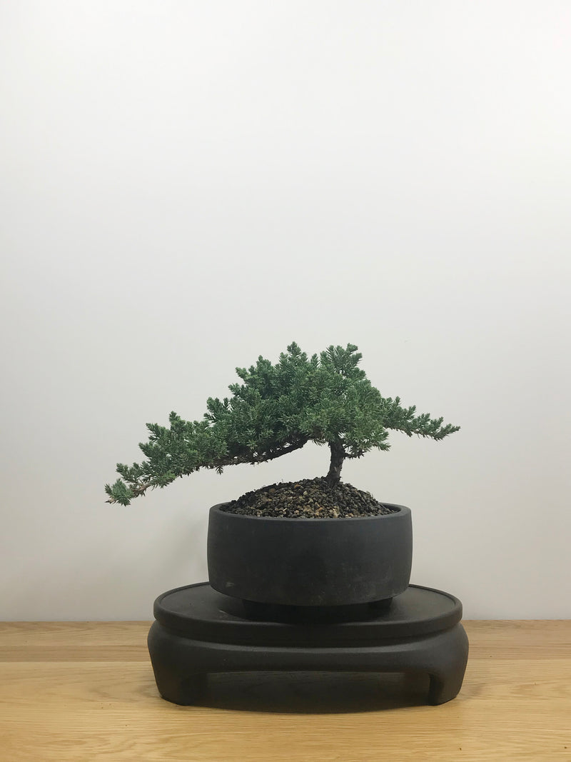 JAPANESE JUNIPER (JP10015) - MiniGardens NZ