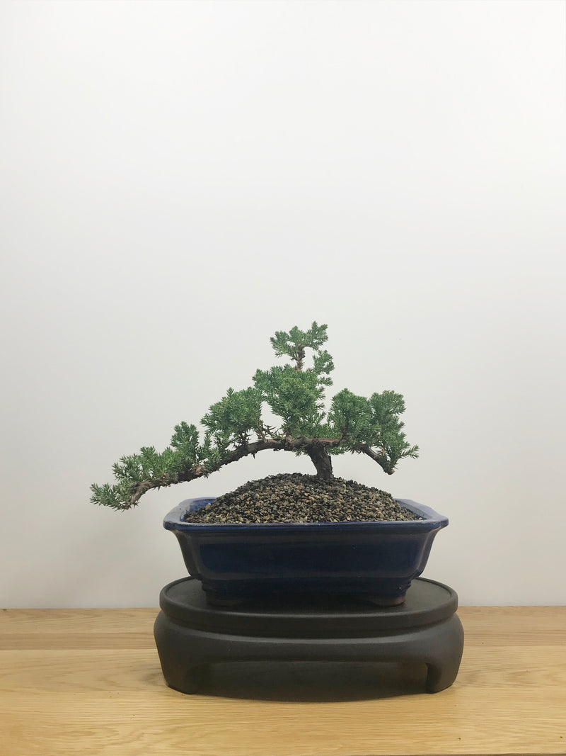 JAPANESE JUNIPER (JP10016) - MiniGardens NZ