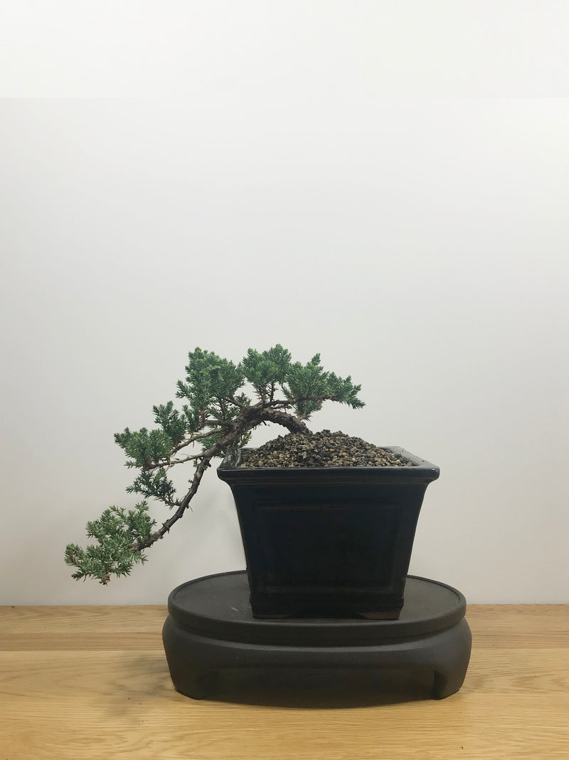 JAPANESE JUNIPER (JP10017) - MiniGardens NZ