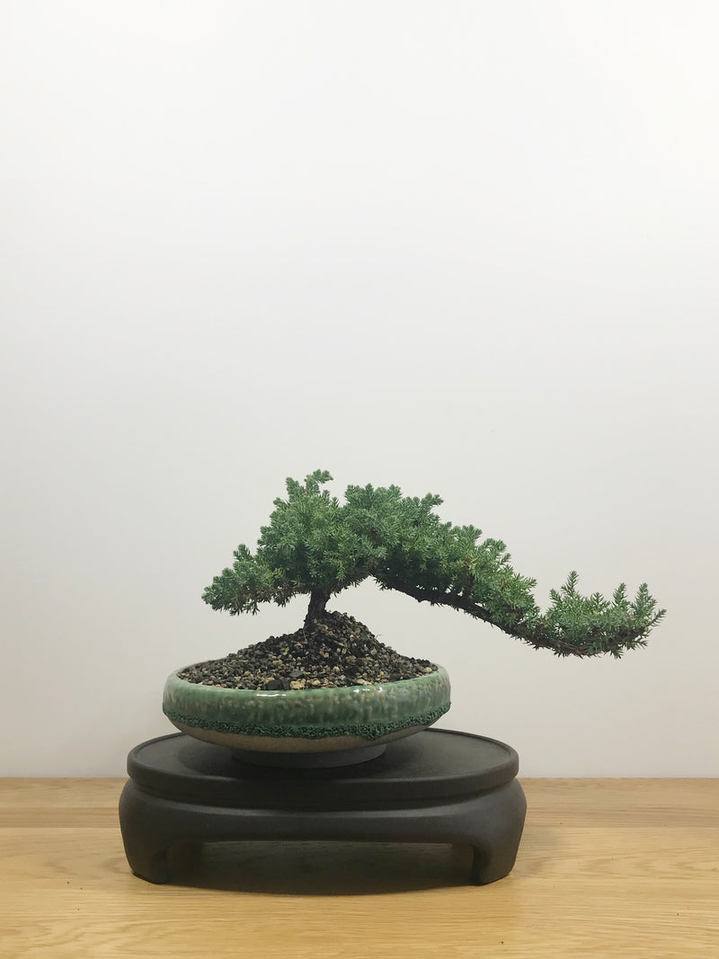 JAPANESE JUNIPER (JP10019) - MiniGardens NZ