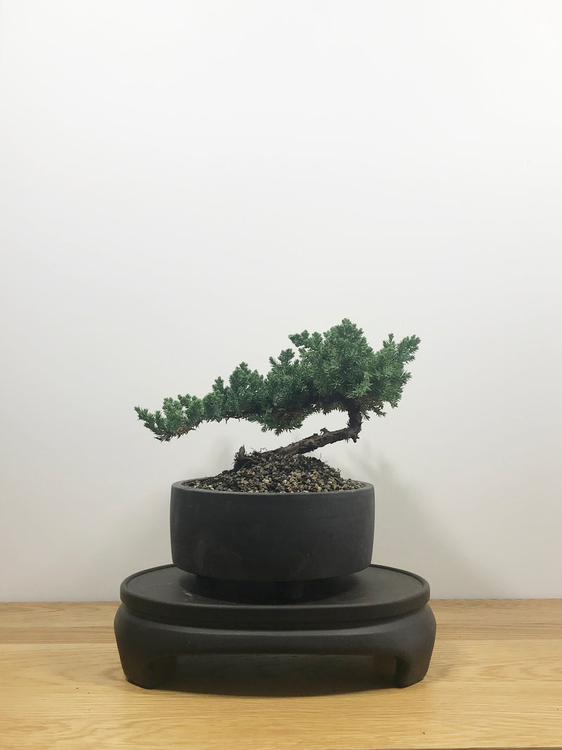JAPANESE JUNIPER (JP10020) - MiniGardens NZ